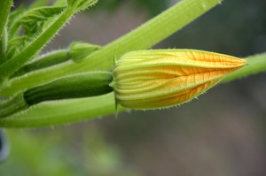 © Anne Miek Bibber Zucchini