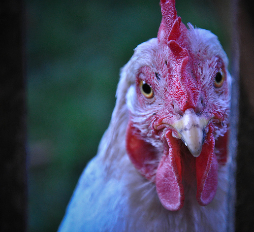 © bestbib&tucker Huhn