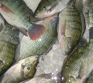 © Agricultuasp Tilapia