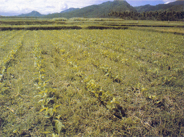 mit Direktsaat bestelltes Feld