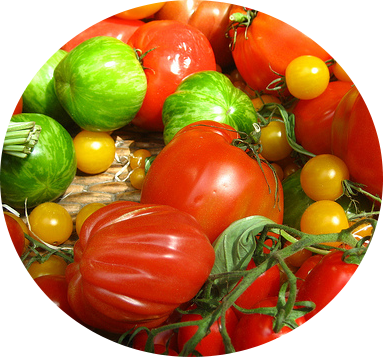Tomate_adactio_8arsb1_edited