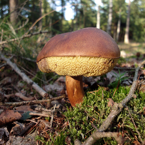 © ednl