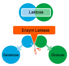 Bild Abbau Lactose