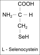 Strukturformel Selenocystein