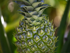 © Alex E. Proimos Ananas