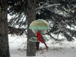 © rkramer62 Vogel im Winter